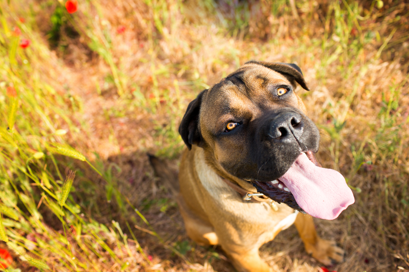 Dog Sitting in field