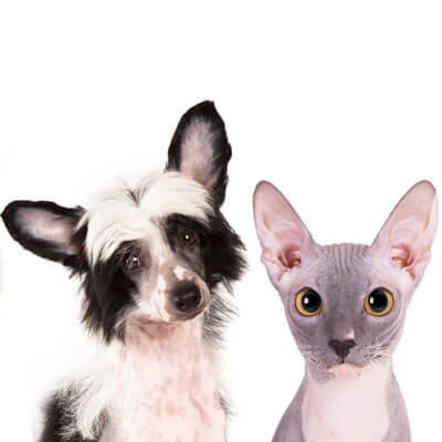 Black and White Dog and Hairless Cat