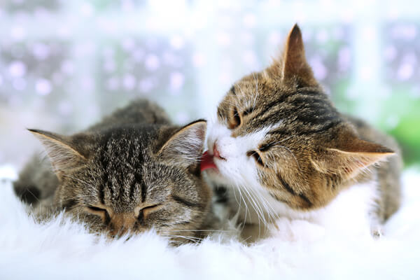 Two Cats Grooming